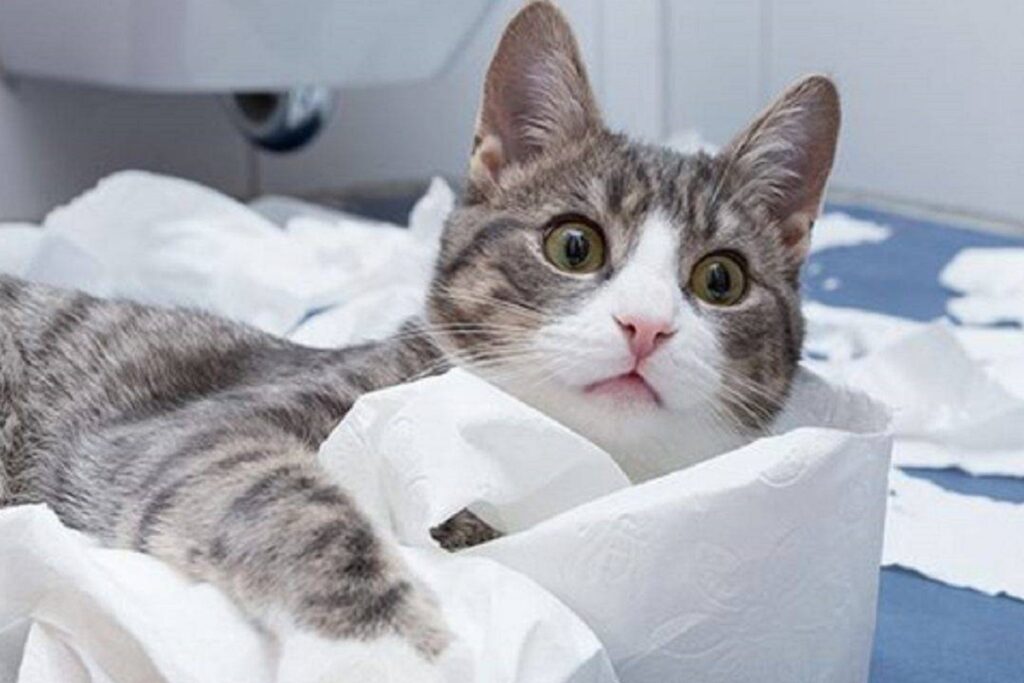 gatto in mezzo alla carta igienica