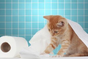 Gatto gioca con la carta igienica, perché e come evitarlo