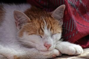 Il gatto ha il sonno sempre agitato: cosa si può fare?