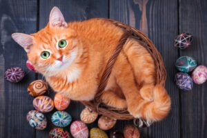 Cosa fare se il gatto ha mangiato l’uovo di Pasqua: pronto intervento