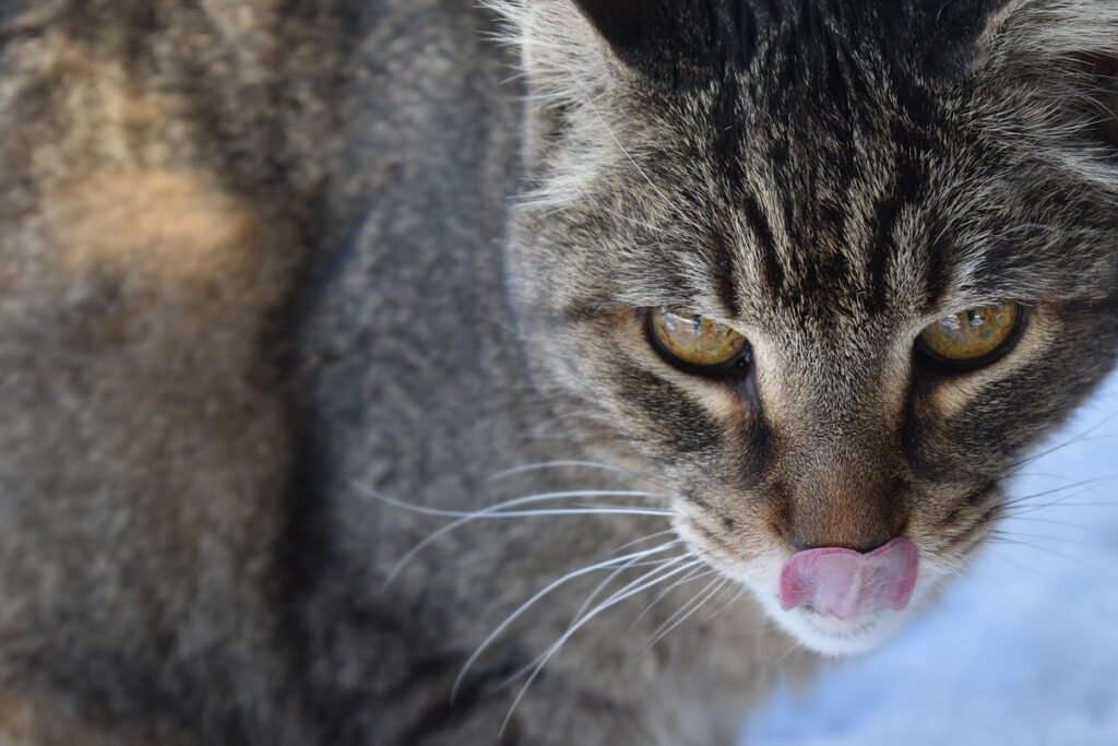 gatto con la lingua di fuori