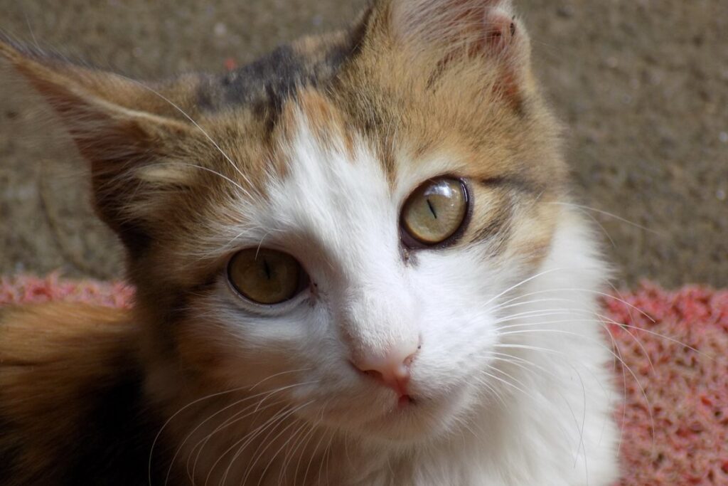 gatto con lo sguardo dolce