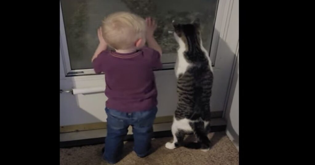 gatto e bimbo strofinano mani sulla finestra