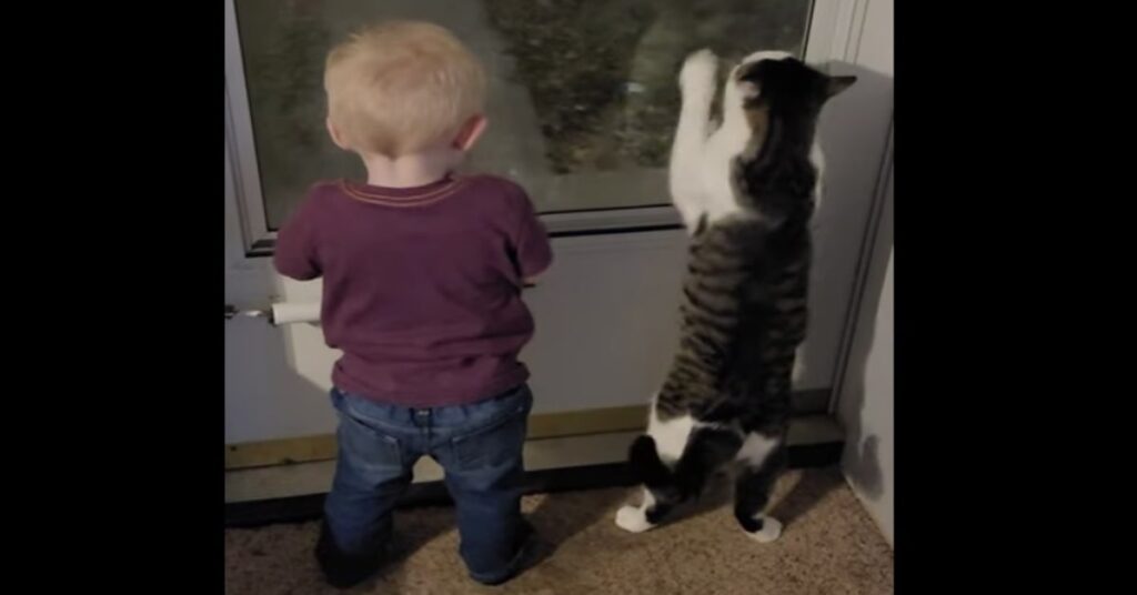 gatto e bimbo di spalle rivolti verso finestra