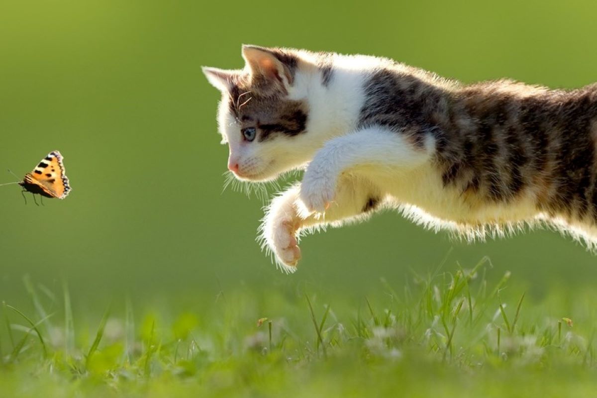 gattino caccia una farfalla