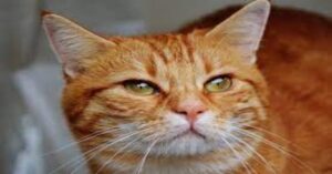 Un gattino curioso fruga fra i panni stesi ad asciugare ma resta intrappolato in un reggiseno (VIDEO)