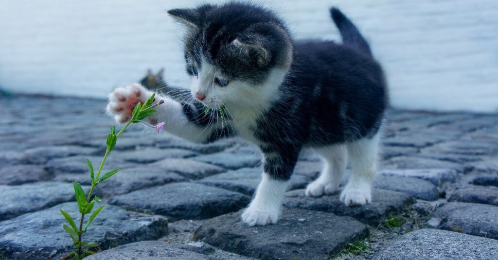 Gatto in cerca di famiglia