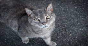 Il salvataggio di un gatto incastrato nel finestrone di un centro commerciale (VIDEO)