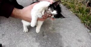 Il salvataggio di un gattino rimasto incastrato in un barattolo di vetro (VIDEO)
