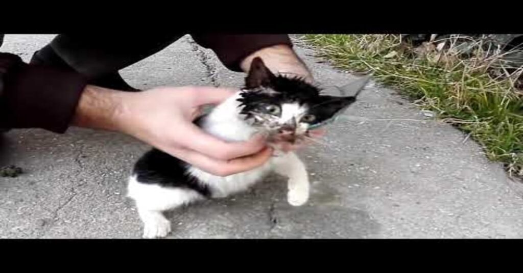 gattino viene liberato dopo essere rimasto incastrato in un barattolo di vetro