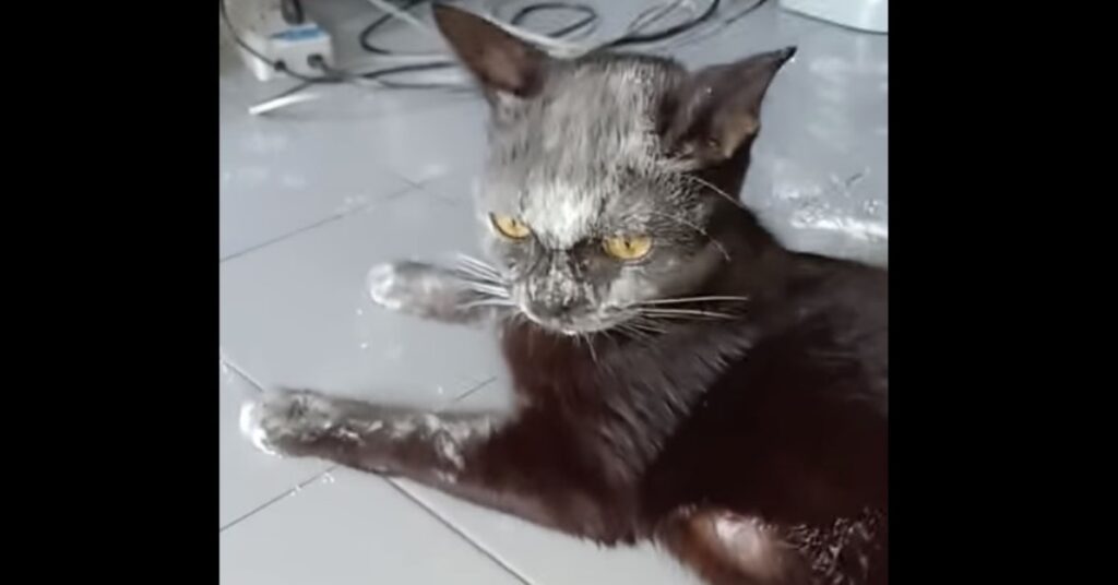 gatto nero sporco di farina