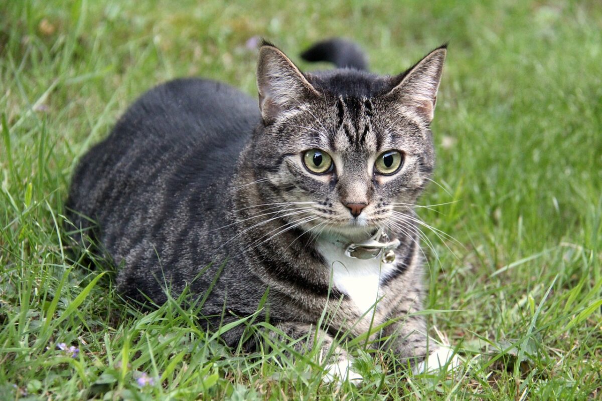 gatto in agguato