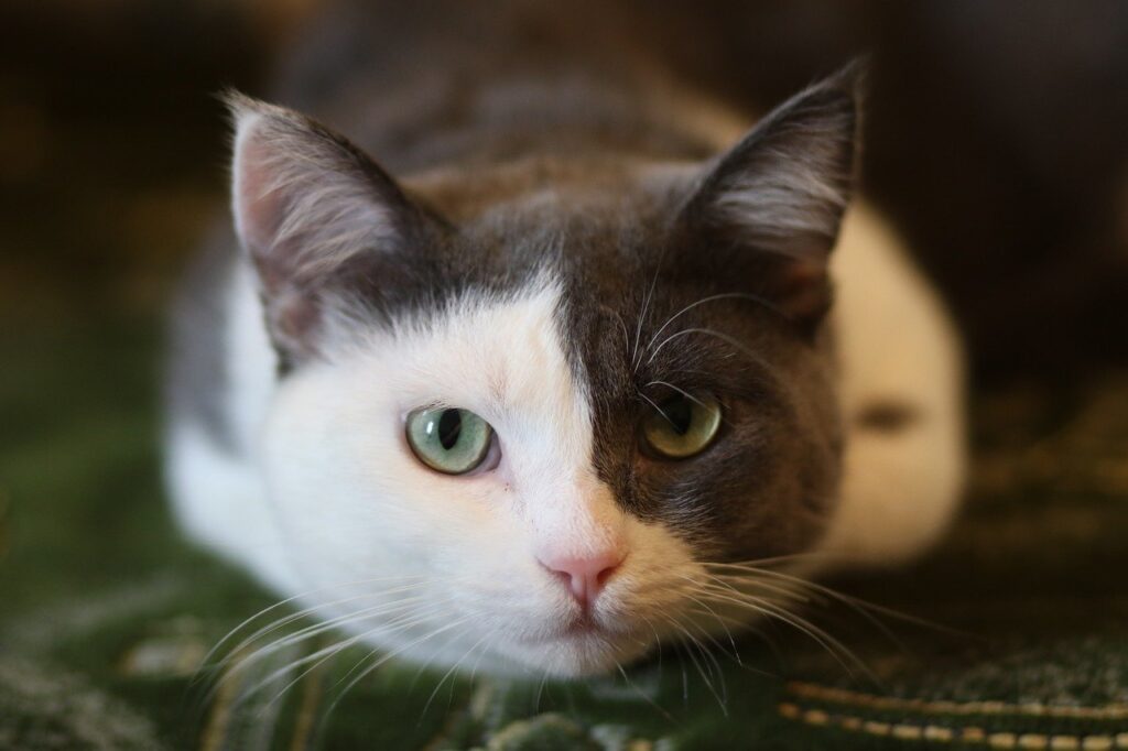 gatto bianco e grigio