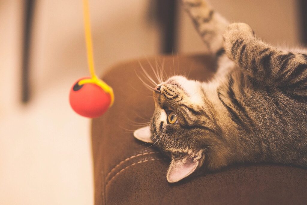 gattino gioca sul divano