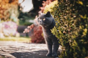 Perché il gatto litiga con tutti e come possiamo aiutarlo