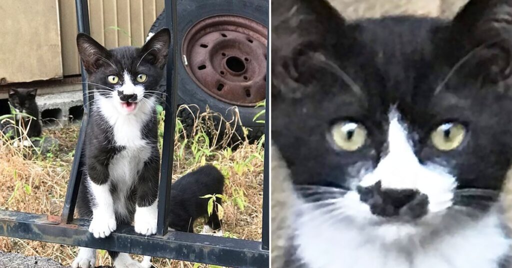 gatto con macchia sul muso a forma di felino