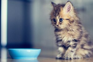 Il gatto mangia fuori dalla ciotola? Ecco quali sono i motivi