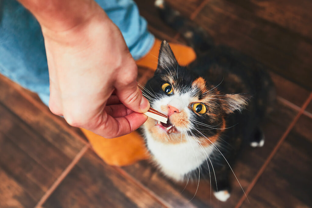 gatto mangia bocconcino