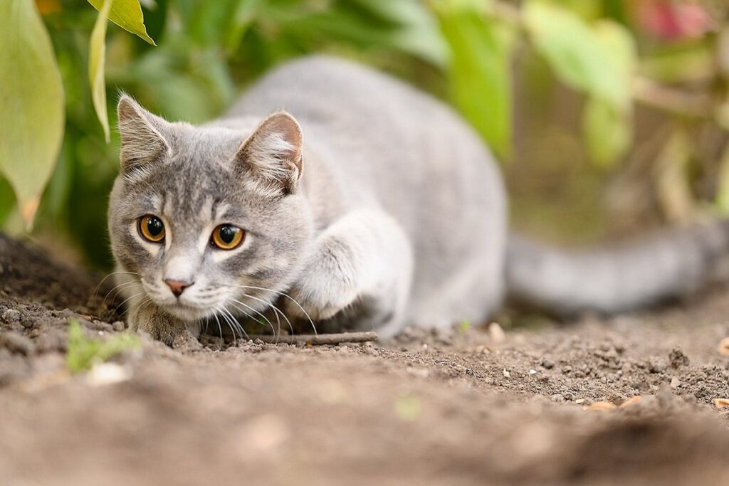 gatto cacciatore