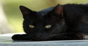 Coal,il gattino che, nonostante le sue notevoli dimensioni, ha un miagolio davvero delicato (VIDEO)