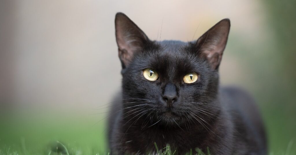 Gatto nero adozione Catania