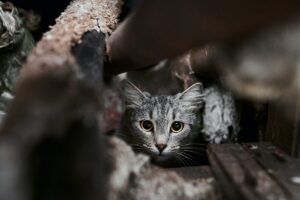 Il gatto punta il cesto della spazzatura: come farlo smettere?