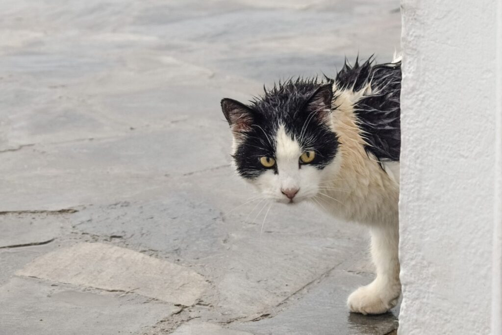 gatto sporco