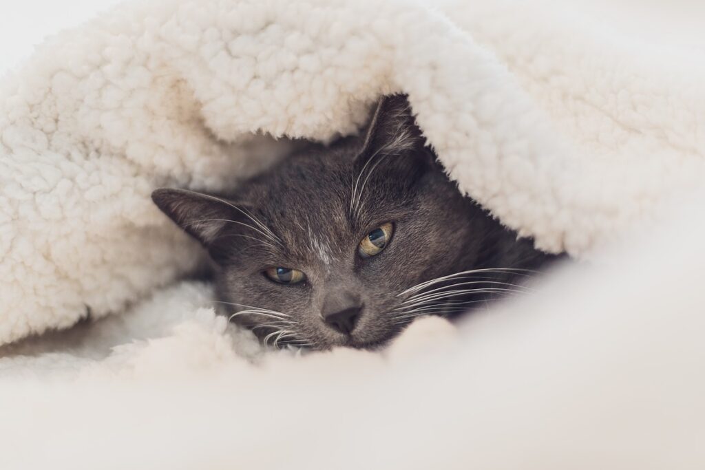 gatto grigio sotto le coperte