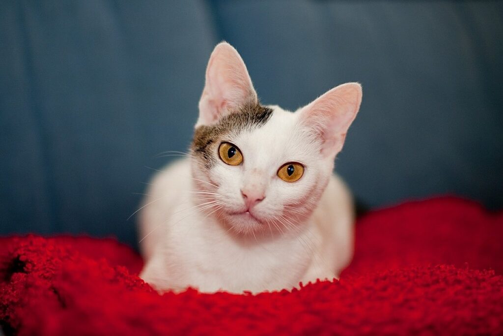 gatto accucciato su una coperta rossa