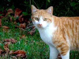 Russia: i pompieri rianimano un gatto salvato in un incendio (VIDEO)