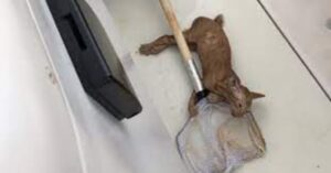 Un gattino viene salvato in mare aperto  (VIDEO)