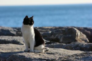 Marina del Gargano: un gattino viene salvato in mare (VIDEO)