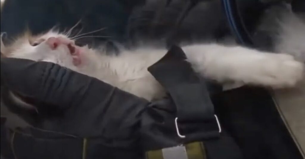 gatto salvato da morte fra le fiamme