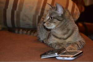 Perché il gatto scappa se sente squillare il telefono?