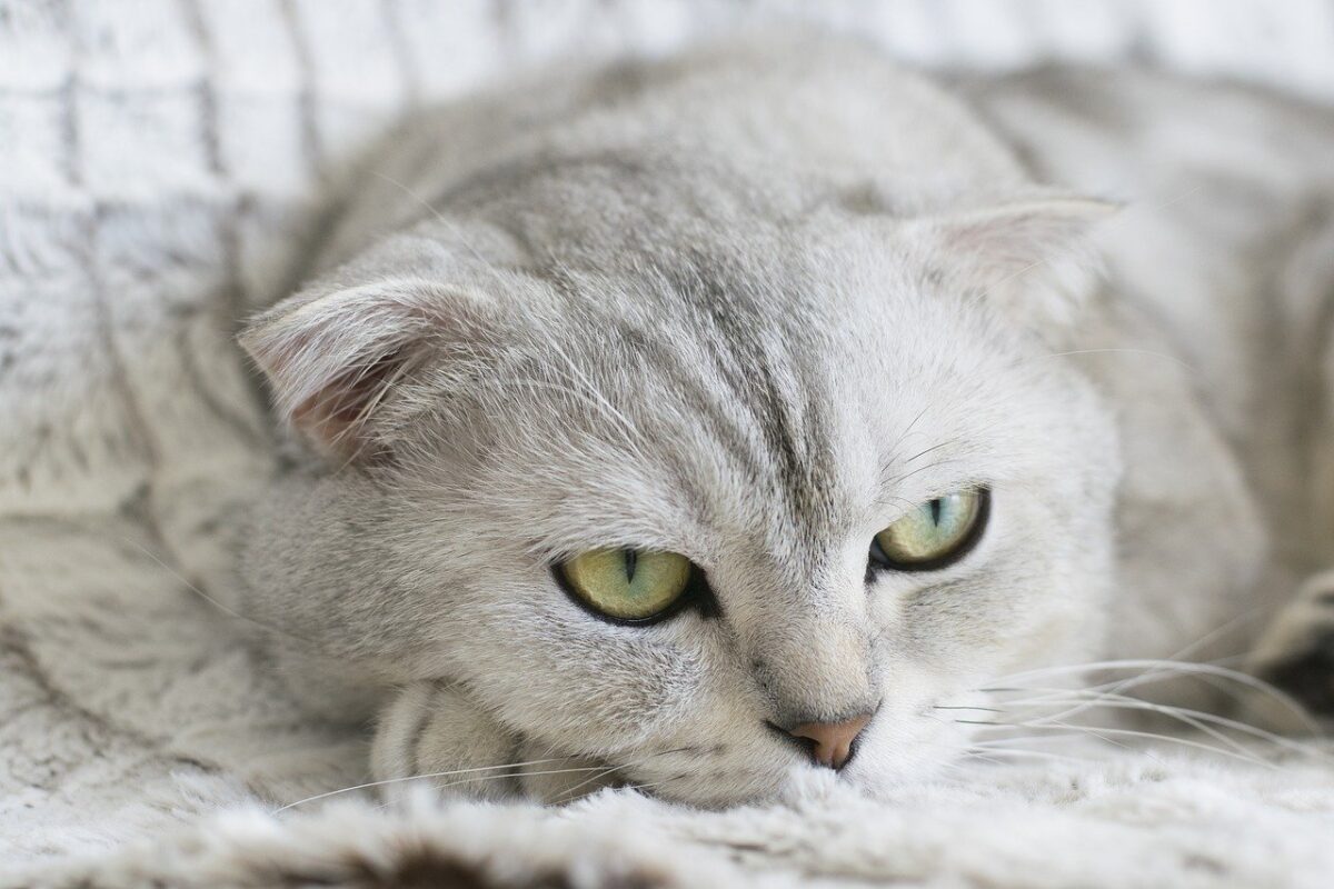 gatto grigio