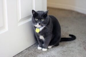 Il gatto si struscia sulle porte: perché lo sta facendo?