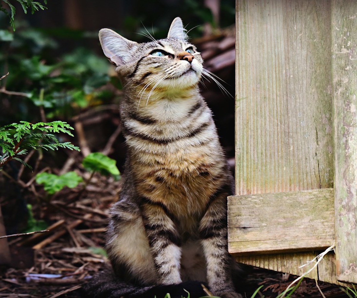 gattino attento alla preda