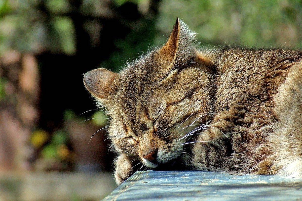 gatto dormicchia