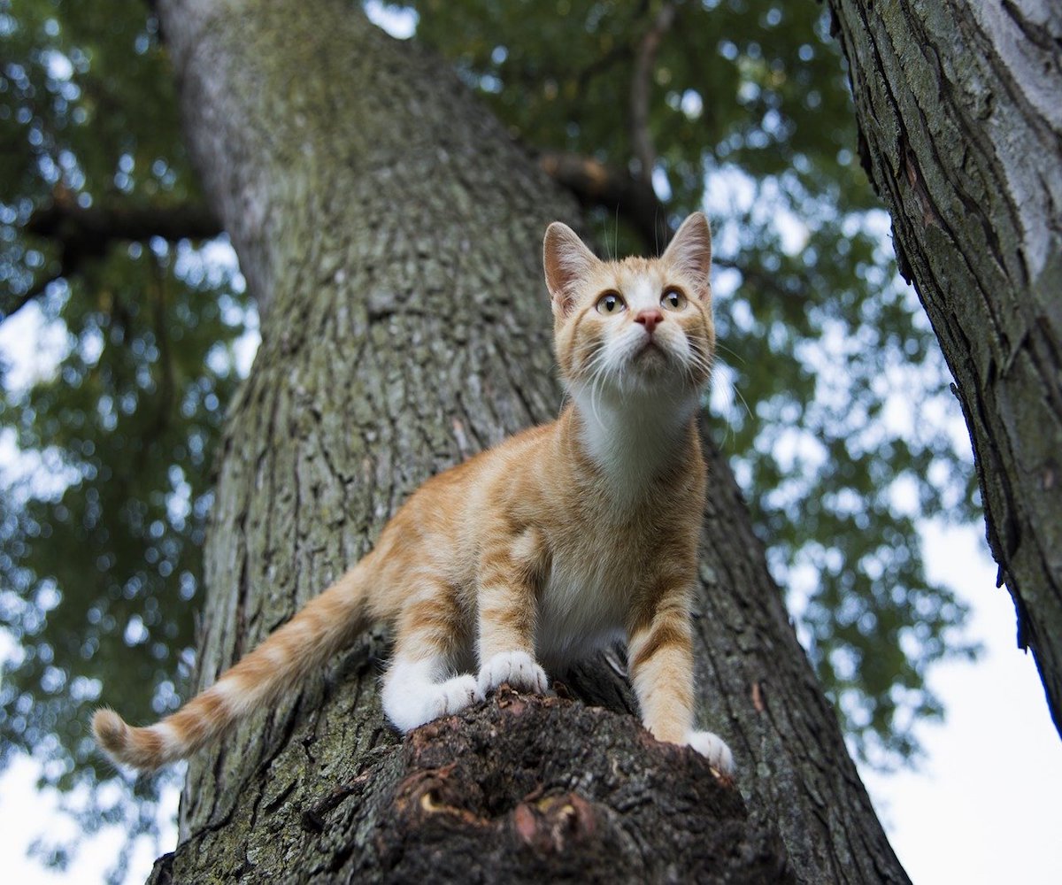 gatto arrampicato su albero