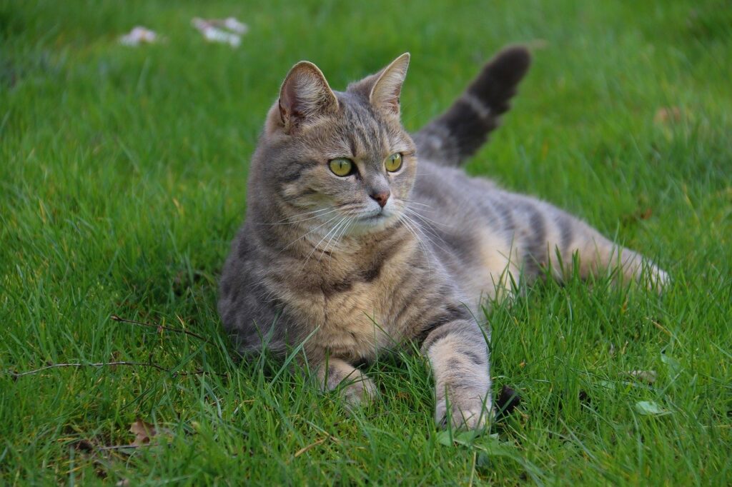 Gatto Soriano, toelettatura: tutti i trucchi per un pelo perfetto