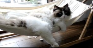 Lo speciale rapporto fra un gattino e la sua amaca (VIDEO)
