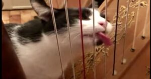 Pounce, il gattino che cerca di suonare l’arpa (VIDEO)