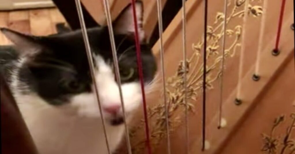 gatto suona con la lingua l'arpa