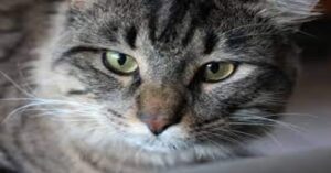 Hunter, il gattino Tabby che “parla” quando chiede cibo o attenzioni  (VIDEO)