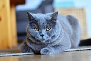 Il gatto ti guarda male davvero o è una tua impressione?