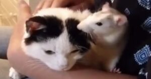 Ciccio e Lillo: un gatto e un topo amici per la pelle