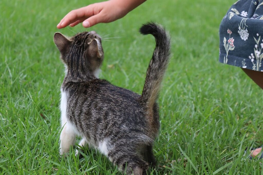 bambina accarezza un gattino