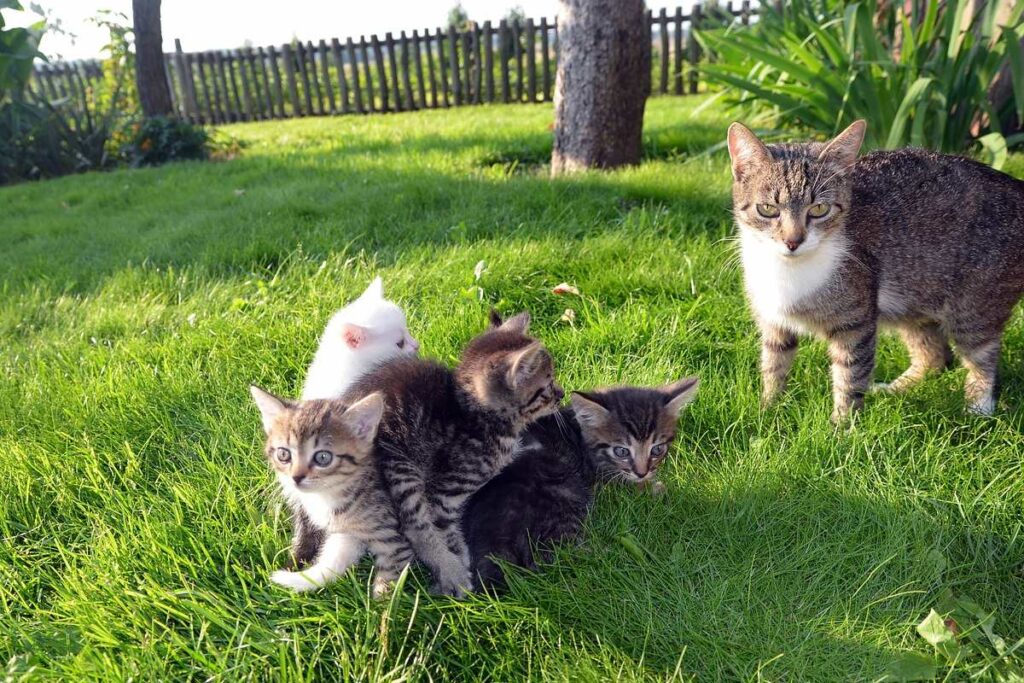 mamma con i gattini