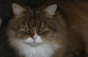 Genova, gatto “arrabbiato” diventa mascotte del quartiere e star del web