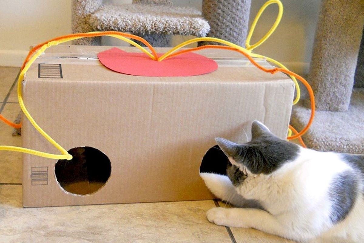 gattino gioca con la scatola 